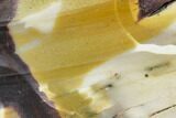 Mookaite Jasper Slice (Not Polished) - Australia #110376-1